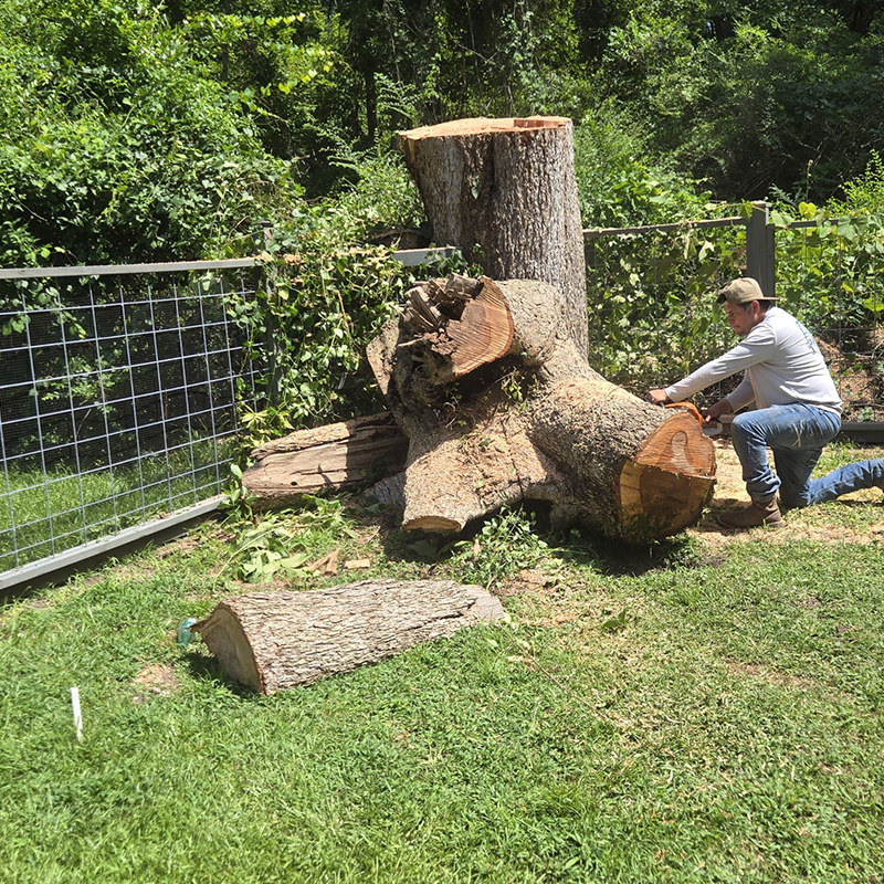 Professional Tree Service in Little Rock AR