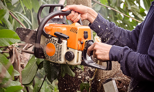 Tree Trimming