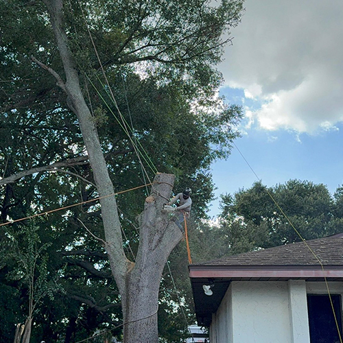 Tree Trimming Service in Little Rock AR