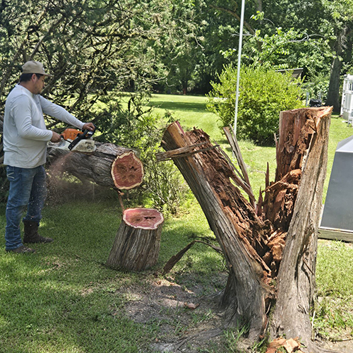 Free Tree Service Estimates