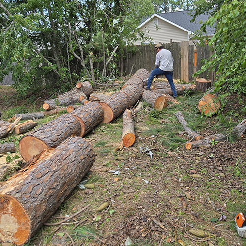 Tree Service Near Little Rock AR