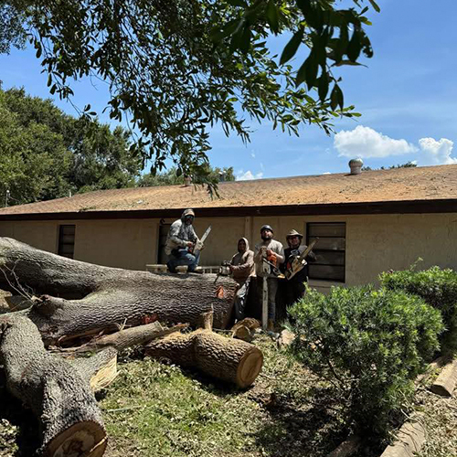 Experienced Tree Removal Experts